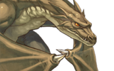 Portrait_wyvern